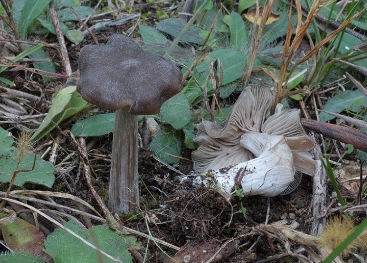 Entoloma sp